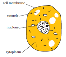 Cell - Structure And Functions CBSE Science Class 8 ...
