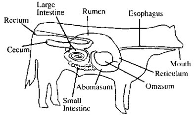 Nutrition in Animals CBSE Science Class 7 Chapter Wise ...