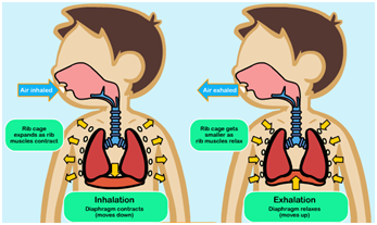 Respiration in Organisms CBSE Science Class 7 Chapter Wise Solved Q&A