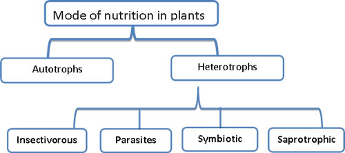 Nutrition in Plants CBSE Science Class 7 Chapter Wise ...