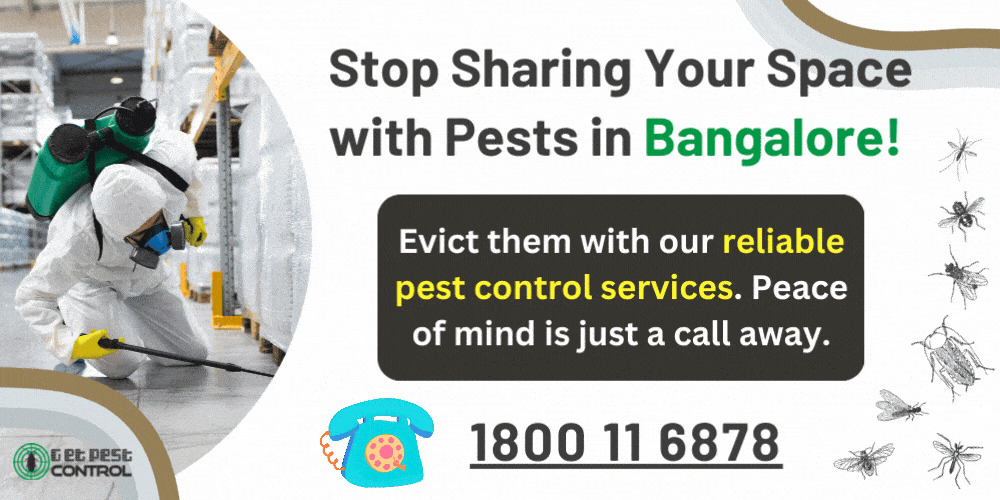 Best Pest Control Services in Bangalore – Verified Experts, Transparent Prices