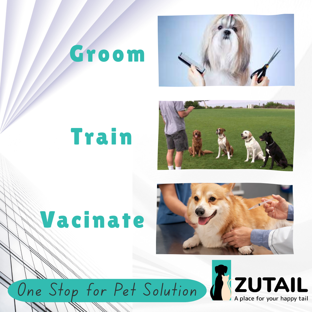 Best Pet Grooming at Home in Tamil Nadu | Pet spa at home
