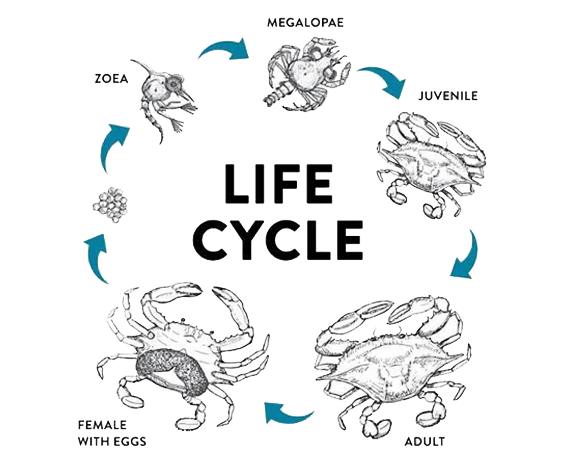 Vertical crab farm