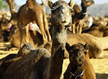 Camel Breeding Farm