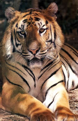 Bandhavgarh