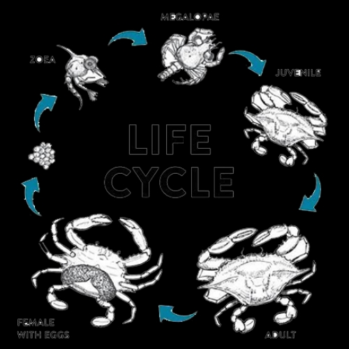 Astro Aquaculture