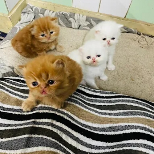 Adnan Persian Kitten
